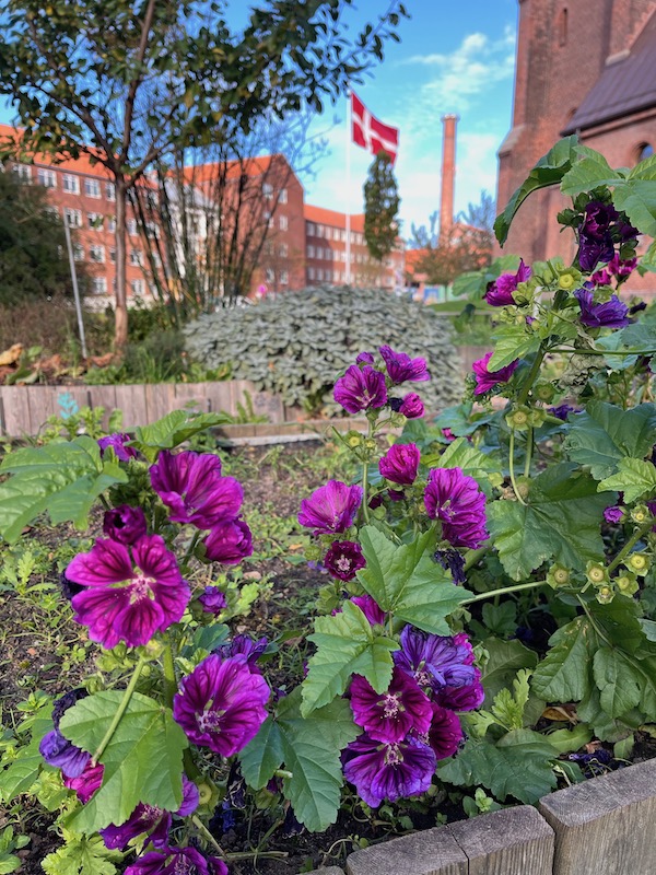 Blomster i højbed Dannebrog på flagstang kig til høje skortsten på Trøjborg. 